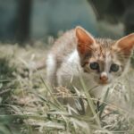 10 Unexpected Health Benefits of Living With a Cat for You