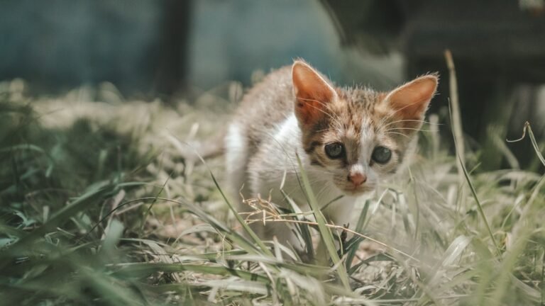 10 Unexpected Health Benefits of Living With a Cat for You