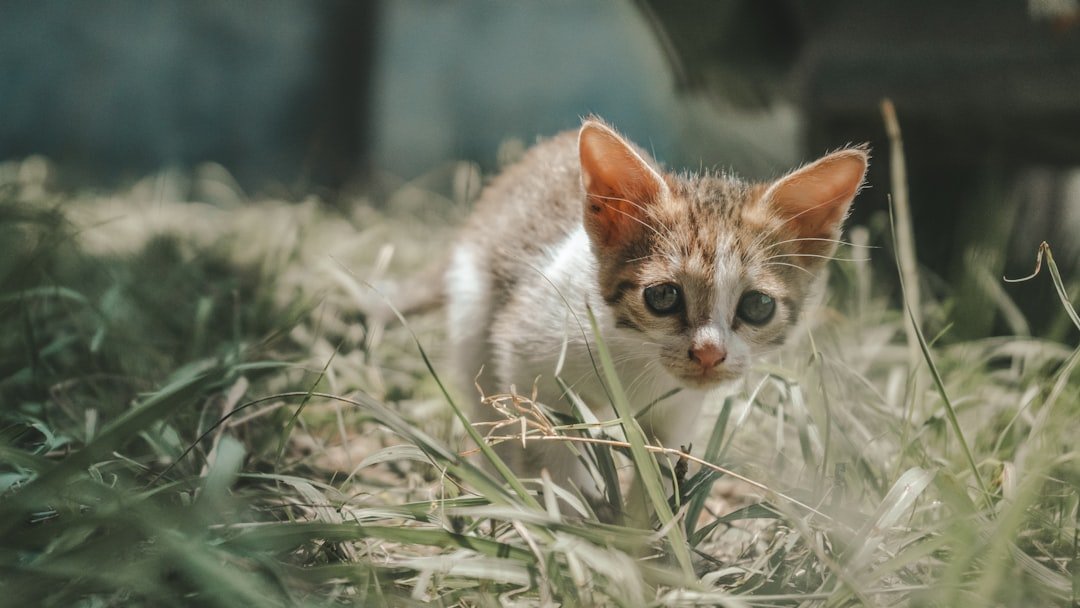 10 Unexpected Health Benefits of Living With a Cat for You