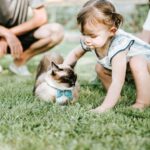 7 Cat Breeds You Need To Avoid With Children At Home