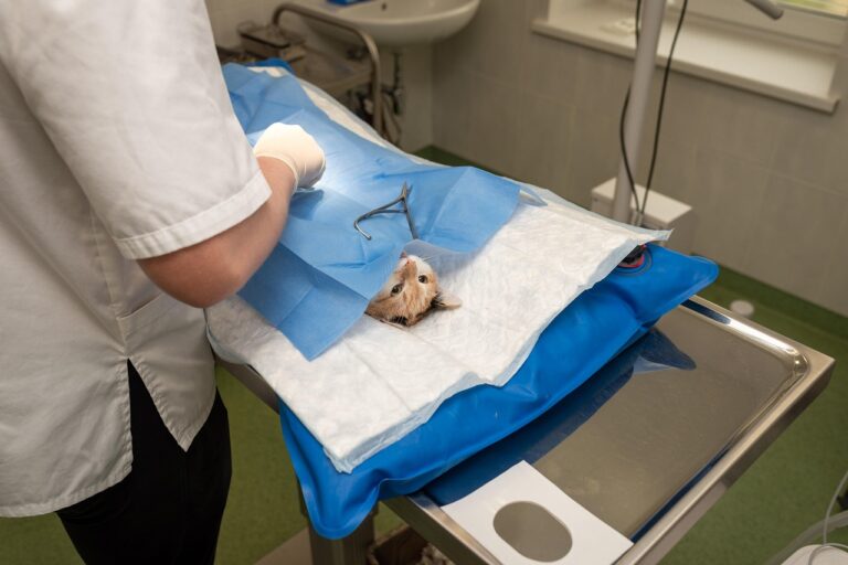 Rare But Real: Navigating Complications from Cat Spay and Neuter Surgeries
