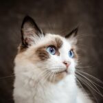 Your Zodiac Sign Reveals the Type of Cat You Bond With Most
