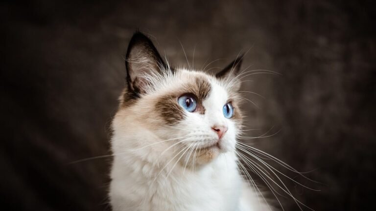 Your Zodiac Sign Reveals the Type of Cat You Bond With Most