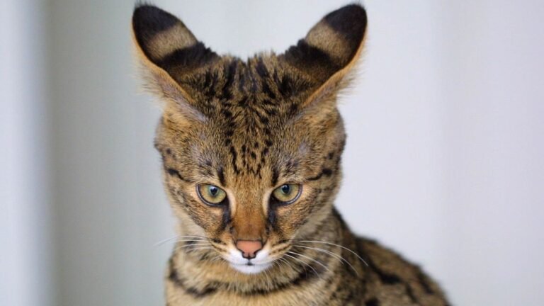 8 Most Destructive Cat Breeds