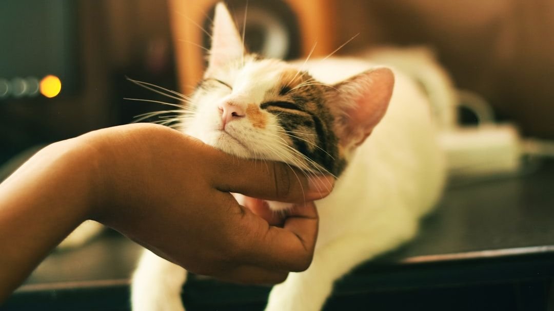 8 Ways Your Cat's Purr Is Actually Healing You Right Now