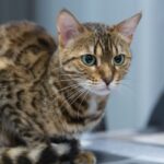 10 Cat Breeds That Suit Fire Signs And Their Intense Personalities