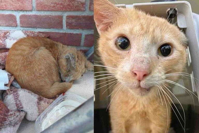 From Street Survivor to Purring Prodigy: Orange Cat's Incredible Two-Month Journey