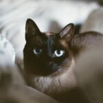 10 Emotionally Intuitive Cat Breeds Water Signs Love Deeply