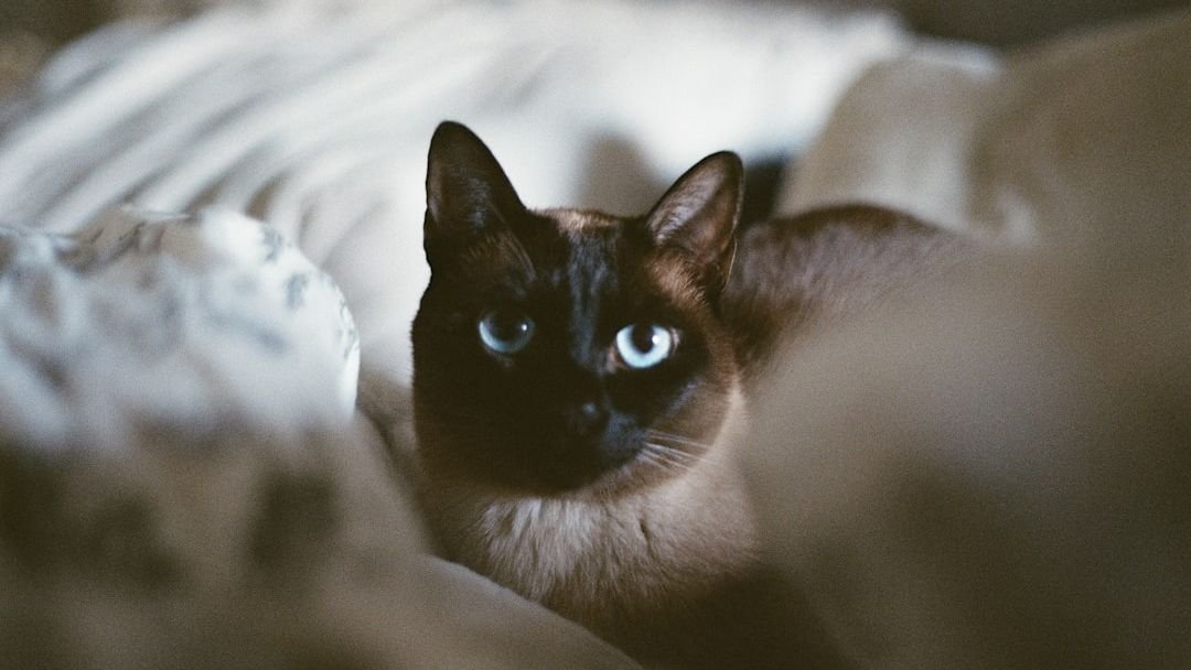 10 Emotionally Intuitive Cat Breeds Water Signs Love Deeply