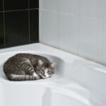 7 Reasons Why Your Cat Follows You Everywhere (Even the Bathroom!)
