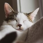 8 Independent Cat Breeds That Air Signs Understand Best