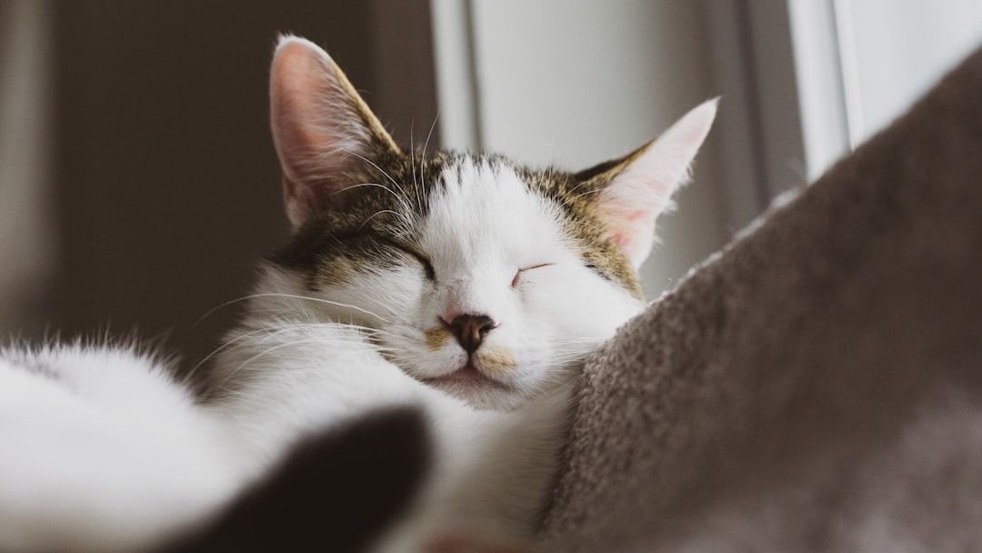 8 Independent Cat Breeds That Air Signs Understand Best