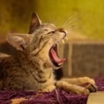 8 Subtle Signs Your Cat Is Actually Happy