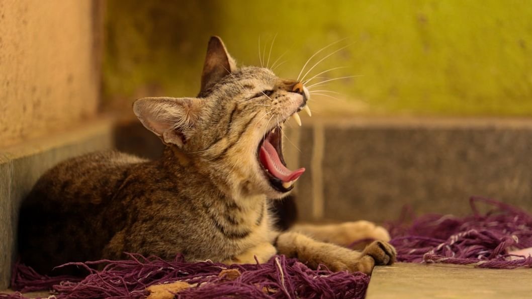 8 Subtle Signs Your Cat Is Actually Happy