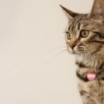 12 Zodiac Sign Personalities and Their Ideal Feline Companions