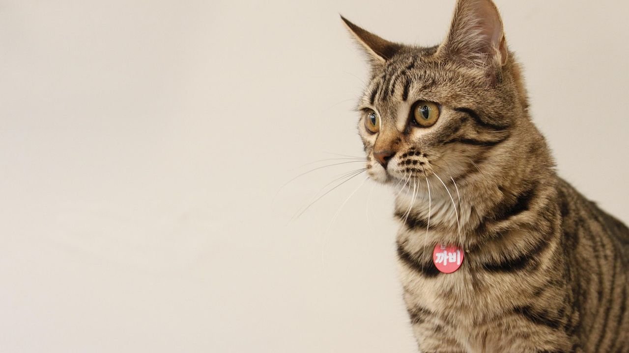 12 Zodiac Sign Personalities and Their Ideal Feline Companions