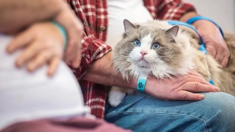 Your Cat's Breed Might Predict Your Compatibility: A Feline-Human Matchmaking Guide