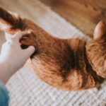 The Secret Language of Your Cat's Tail: Understanding Feline Emotions