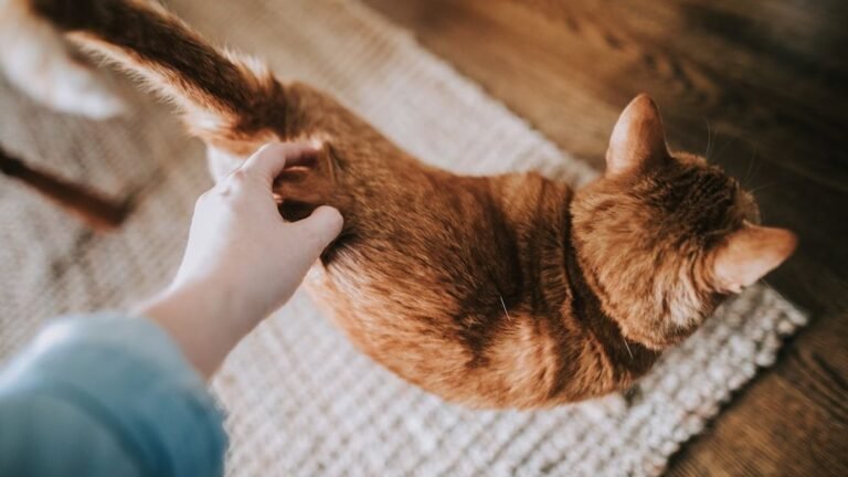 The Secret Language of Your Cat's Tail: Understanding Feline Emotions