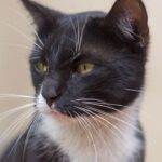 Unmasking the Myth: Why Your Cat's 'Bad' Behavior is Just Misunderstood Communication