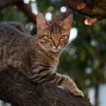 The Evolutionary Reasons Behind Your Cat's Obsession with High Perches