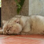 Your Cat's Sleep Patterns Reveal Far More Than Just Comfort