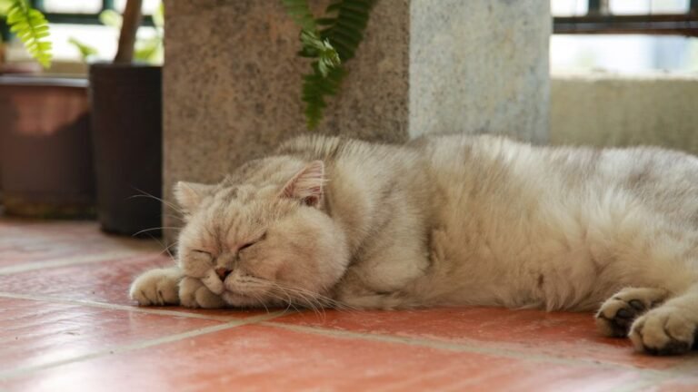 Your Cat's Sleep Patterns Reveal Far More Than Just Comfort