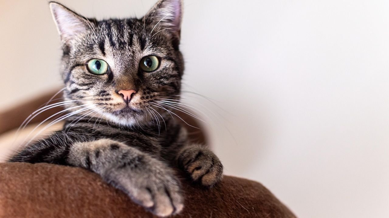 The Unexpected Ways Your Cat Is Actually Training You (And You Don't Even Know It)
