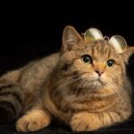 5 Zodiac Signs Most Compatible with Independent Feline Spirits