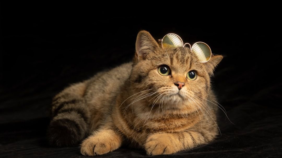 5 Zodiac Signs Most Compatible with Independent Feline Spirits