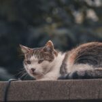 6 Signs Your Cat Is a True Gemini: Feline Astrology Explained