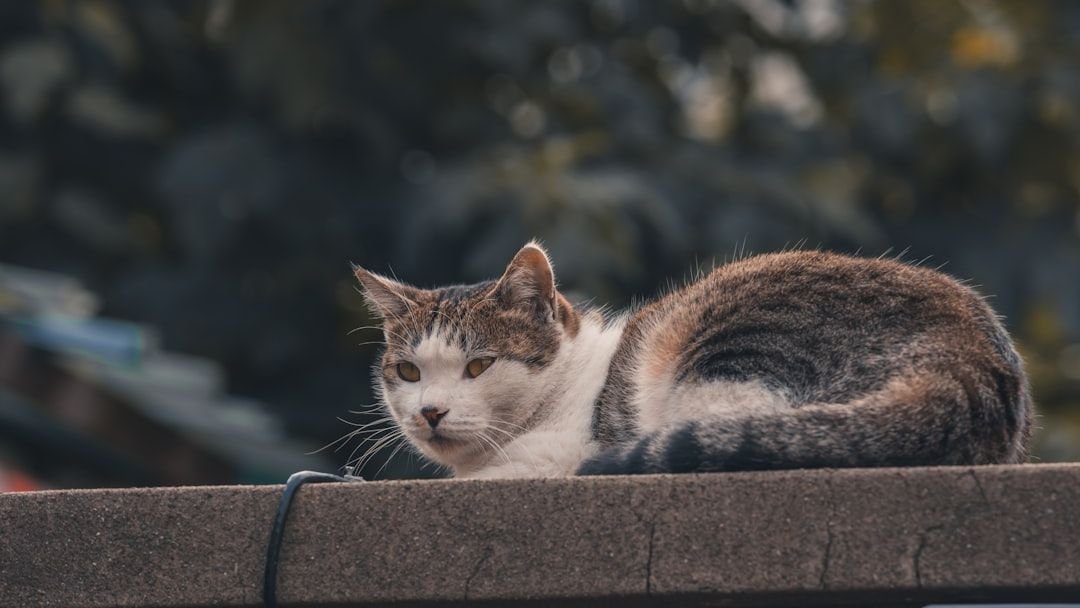 6 Signs Your Cat Is a True Gemini: Feline Astrology Explained