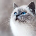 Feline Fam's Guide: Why Your Cat's Chirps Are More Complex Than You Think