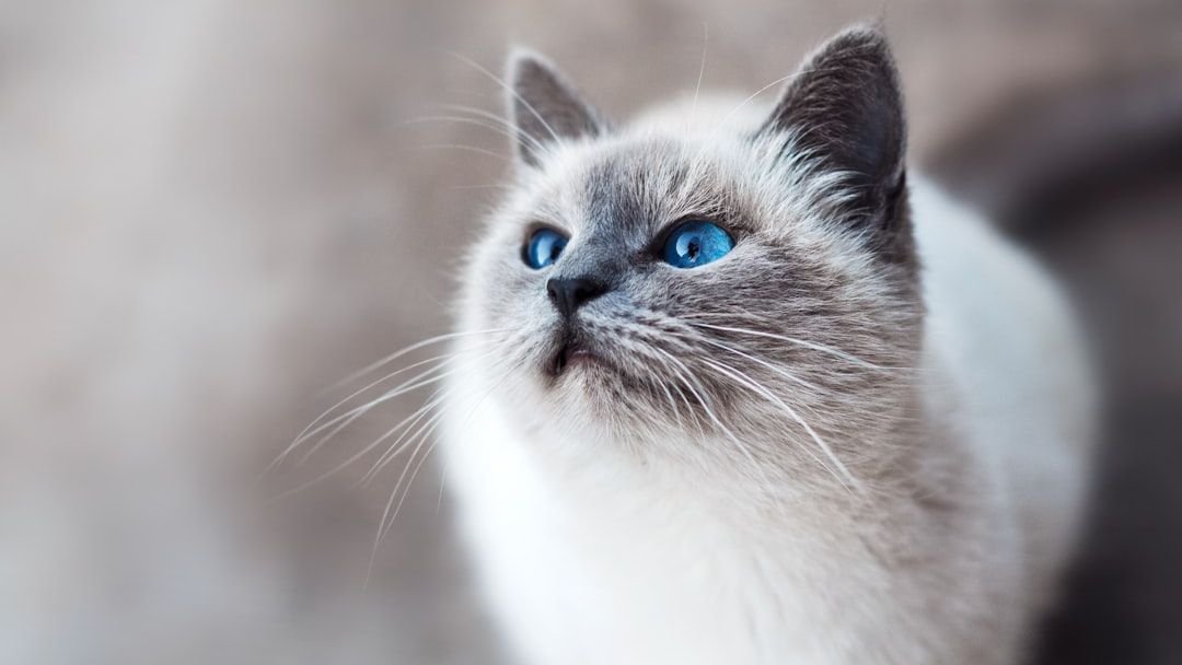 Feline Fam's Guide: Why Your Cat's Chirps Are More Complex Than You Think