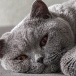 8 Cat Breeds That Thrive in Multi-Pet Households