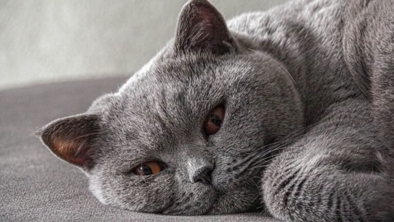 8 Cat Breeds That Thrive in Multi-Pet Households