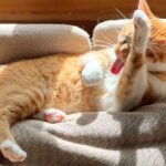 10 Things Your Cat Does That Prove They See You as Family