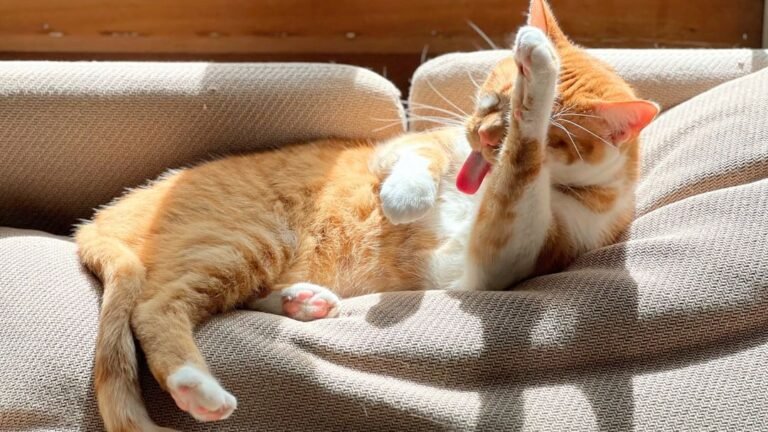 10 Things Your Cat Does That Prove They See You as Family