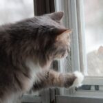 Your Cat's Favorite Window Perch is More Than Just a View