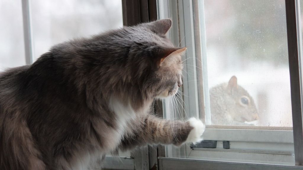 Your Cat's Favorite Window Perch is More Than Just a View