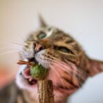 What If Your Cat's 'Bad Habit' is Actually a Sign of Stress?