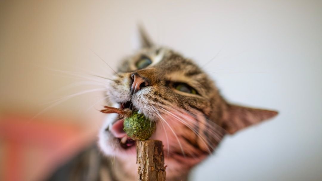 What If Your Cat's 'Bad Habit' is Actually a Sign of Stress?