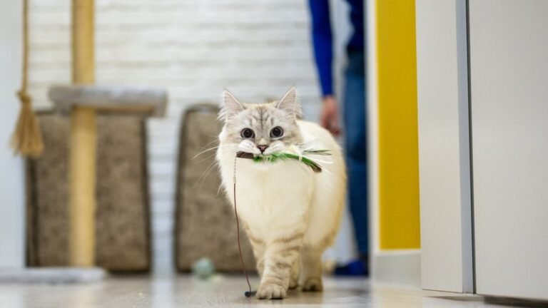 Is Your Home Truly Cat-Friendly? A Quick Checklist