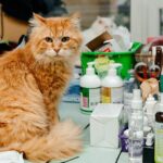 5 Hidden Dangers in Your Home for Curious Cats