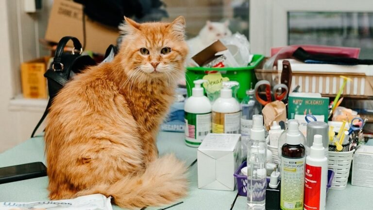 5 Hidden Dangers in Your Home for Curious Cats