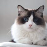 Why Do Some Cat Breeds Bond More Deeply Than Others?