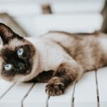 What Does Your Cat's Zodiac Sign Say About Their Quirks and Charms?