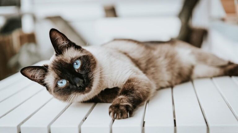 What Does Your Cat's Zodiac Sign Say About Their Quirks and Charms?