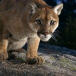 The US Cities With the Most Mountain Lions