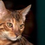 Why Do Some Cats Prefer Solitude While Others Crave Constant Attention?